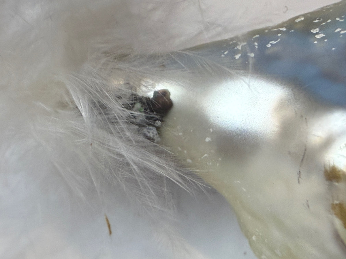 Vintage German Glass Turkey Ornament Clip-On Feather Tail 1950s – alternate product view 6 of 11